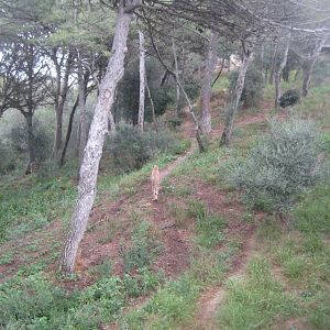 Reserve Africaine de Sigean - Cheetah exhibit