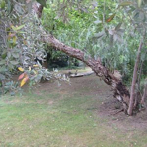 Reserve Africaine de Sigean - Hawaiian goose exhibit