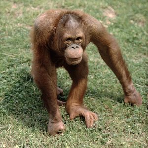 Juvenile orang 1972