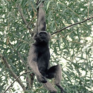 Mueller's gibbon 1976