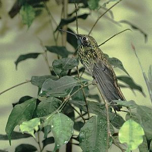 Sparkling violet-ear 1992