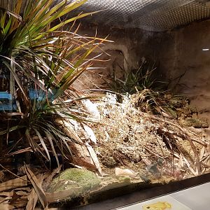 Mantella-enclosure
