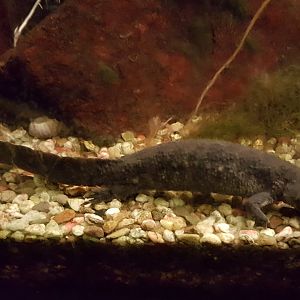 Iberian ribbed salamander