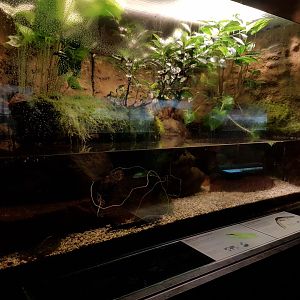 Enclosure Iberian tree-frog and Ribbed salamander