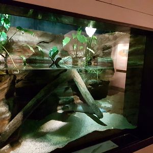 Enclosure African lungfish