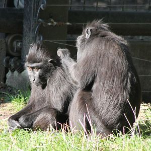 Celebes crested macaques