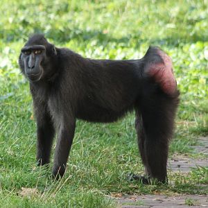 Celebes crested macaque