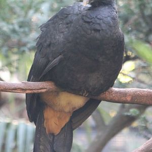 Red-billed curassow