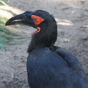 Southern ground hornbill