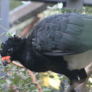 Red-billed curassow
