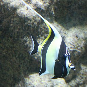 Moorish idol