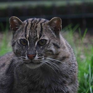 Fishing cat, April 2017