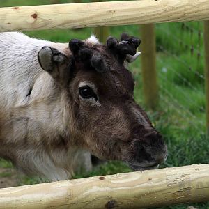 Cartoonish reindeer, April 2017