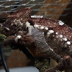 Oustalet's chameleon, April 2017