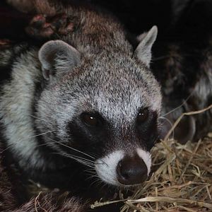 African civet, April 2017