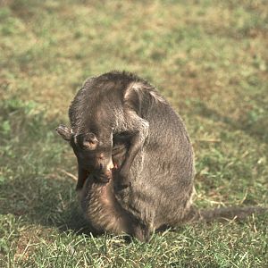 New Guinea mountain wallaby 1973