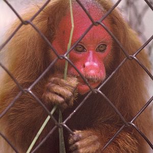 Red uakari 1973