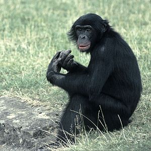 Bonobo 'Jasongo' 2000