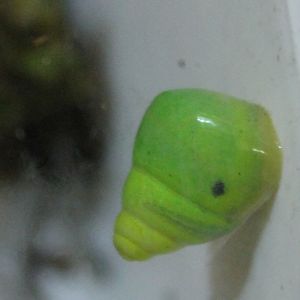 Green snail - Edentulina obesa - martensi