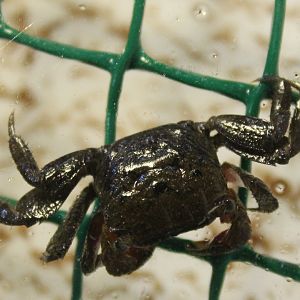 Pygmy land crab - Perisesarma - prop. bidens