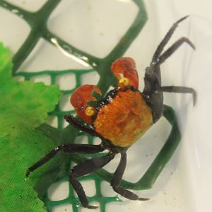 Red devil crab - Geosesarma dennerle