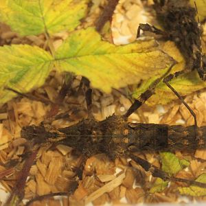 Stick insect - Trachyaretaon species - North Luzon