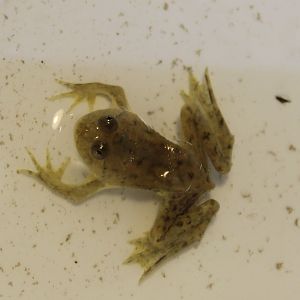 Pygmy floating frog - Ocidozyga lima