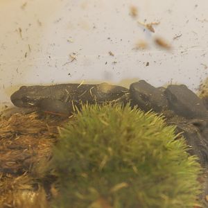 Fire-bellied newts - Cynops orientalis