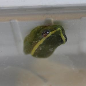 Riggenbach's reed-frog - Hyperolius riggenbachi