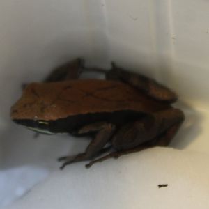 Mantella betsileo