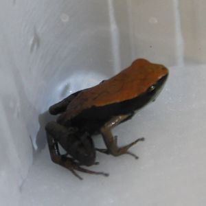 Mantella betsileo
