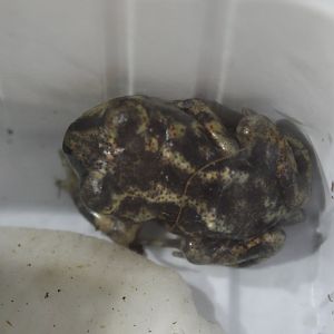 Eastern spadefoot toad - Scaphiopus holbrookii