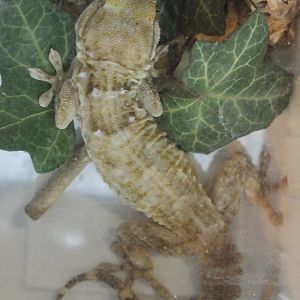 Peacock gecko - Tarentola annularis