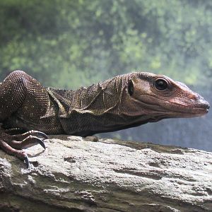 Solomon Island spiny-necked monitor