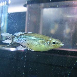 Madagascar rainbowfish