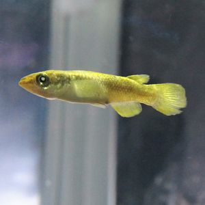 Sakaramy river killifish