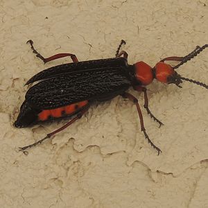 arizona blister beettle