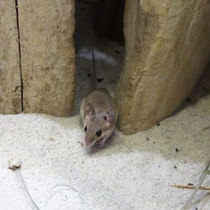 African pygmy mouse