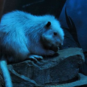 Northern Luzon giant cloud rat