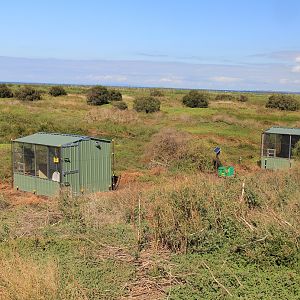 Release aviaries for orange bellied parrot 2017 mainland release at Werribee.