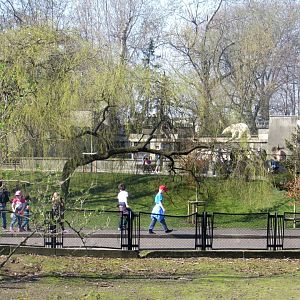 View of the central avenue. In the distance a Polar Bear on the rock.