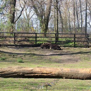 Musk ox that was Yak!