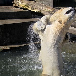 Polar Bears water wrestle