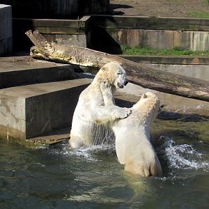 Polar Bears water wrestle