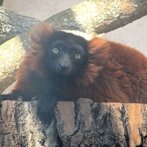 Red Ruffed Lemur portrait
