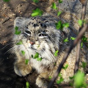 Pallas Cat also called the Manul