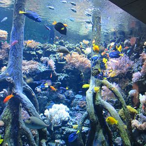Coral Reef aquarium