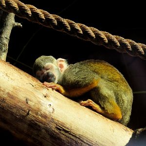 Sleeping squirrel monkey