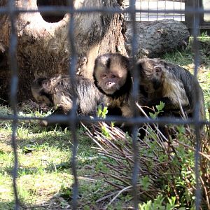 Golden-bellied capuchins