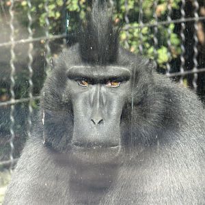 Crested Macaque portrait